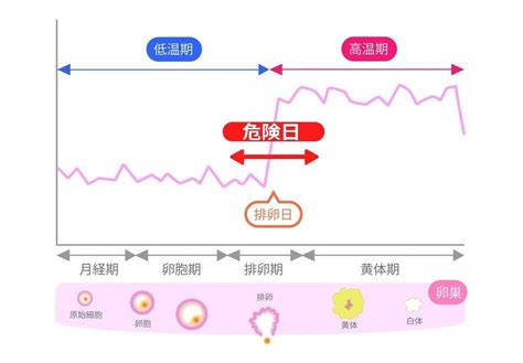 妊娠危険日計算|安全日・危険日・生理日自動計算ツール～安全日危険日とは？